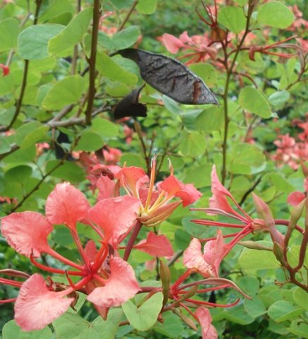 Bauhinia galpinii, some age-related changes